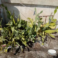 کاکتوس بزرگ (آپونتیا)میوه دار|گل و گیاه طبیعی|تهران, تسلیحات|دیوار