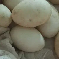 تخم نطفه دار اردک هلندی|حیوانات مزرعه|زابل, |دیوار