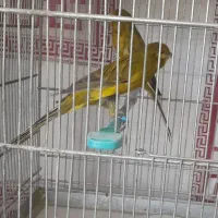 قناری رسمی بلند