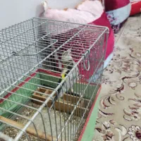 قناری|پرنده|برازجان, |دیوار