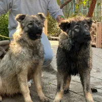 توله قفقازی