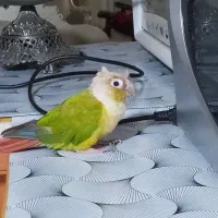 طوطی گیرینچیک