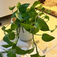 گل طبیعی پتوس و ناز یخی