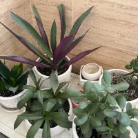 ۱۵ تا گل و گلدان|گل و گیاه طبیعی|رشت, جهاد|دیوار