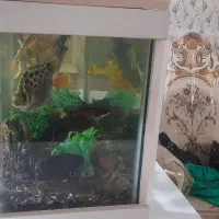 آکواریوم درقرچک|ماهی|قرچک, پارس سرام|دیوار