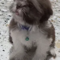 سگ شیتزو (مالتیز)