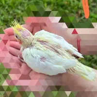 جوجه عروس هلندی سرلاکی