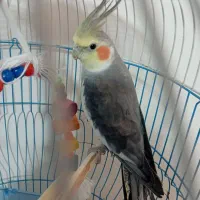 عروس هلندی تاج بلند