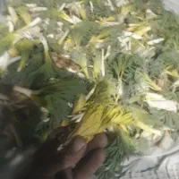 سلام (کما)..|حراج|بیرجند, |دیوار