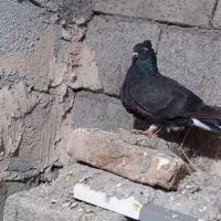 کبوتر‌یی|پرنده|ماکو, |دیوار