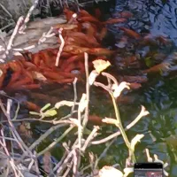 ماهی شب عید