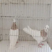 کبوتر کفتر