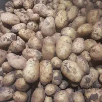 سیب زمینی جلی سوپر لوکس