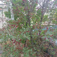 فروش باغ ۱۰۰۰ یا تهاتر با ملک مسکونی در تهران|فروش خانه و ویلا|آبسرد, |دیوار