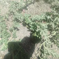 وایقان عیوضی ۴۵۰متر آب دارد|فروش زمین و ملک کلنگی|شبستر, |دیوار