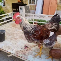 خروس محلی جوان وسالم