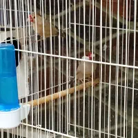 جغدی مرغ عشق انگلیسینرگسی شکلاتی چشم فالو|پرنده|مشهد, شهرک بهارستان|دیوار