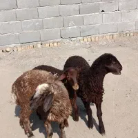 سه راس بره نر و ماده افشاری و کردی علف خور شیرمست