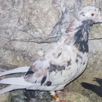 کفتر کبوتر پرنده|پرنده|مرودشت, تخت جمشید|دیوار