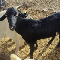 بز مورسیادورگ