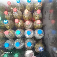 خیارشور|خوردنی و آشامیدنی|سپیدار, |دیوار