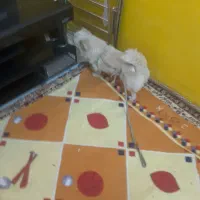 پامر شیتزو عروسکی ناز