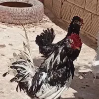 تخم‌مرغ گلین نطفه دار