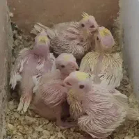 واگذاری ۲۰ جفت مولد عروس هلندی کار داده