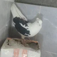 جفت میناسیاه کاکلی کرمانی فروشی