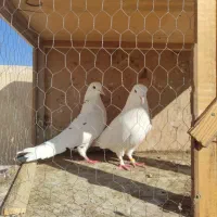 کبوتر فروشی|پرنده|قرچک, مهدیه|دیوار