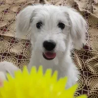 فروش سگ توافقی|سگ|قم, تولید دارو و یخچال|دیوار