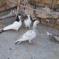 کبوترخوشتیپ|پرنده|تاکستان, |دیوار