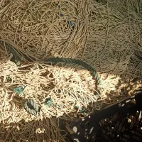 تور میش وحلوا سفید یاهمون زبیدی