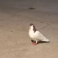 کفتر یال نر