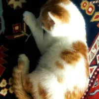 واگذاری بچه گربه|گربه|شیراز, جانبازان|دیوار