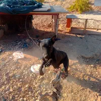 واگذاری سگ دوبرمن|سگ|شیراز, حومه شیراز|دیوار