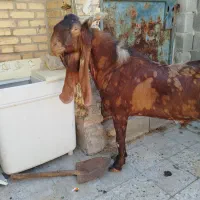 نر پلنگی پاکستانی اصل