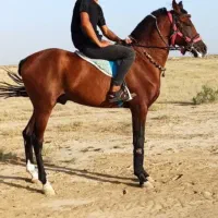 اسب عرب یکسر