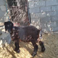 میش و بره نر|حیوانات مزرعه|بهبهان, |دیوار