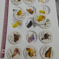 هوش چین 1 تکه
