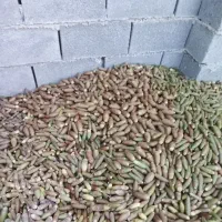 بلوط.بریو.خوراک . دام .