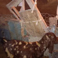 بز پاکستانی