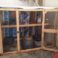 فقس مرغ،کفتر|لوازم جانبی حیوانات|گنبد کاووس, |دیوار