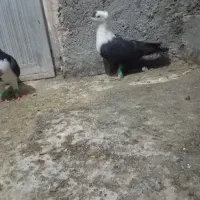 کلاغ کربلایی|پرنده|مشهد, شهرک شیرین|دیوار