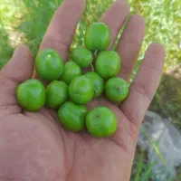 گلخانه  باغ  چاه کشاورزی