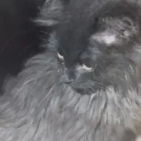 سه عدد بچه گربه 3 ماهه ناز