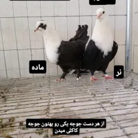 کبوتر کربلایی کاکلی ،کله سفید،مخمل|پرنده|تهران, افسریه|دیوار