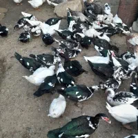 مرغابی ترکی اصل نر وماده|حیوانات مزرعه|سردشت, |دیوار