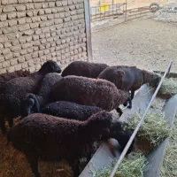 بره نرو ماده
