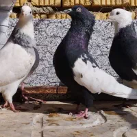 سینه سیاه نر|پرنده|ارسنجان, |دیوار